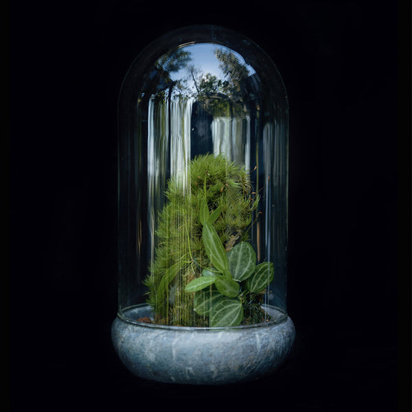'Jungle in a Jar' Terrarium Workshop